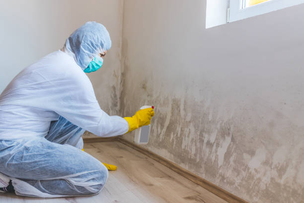 Licensed Attic Mold Removal service in Bristow, VA - WQB Mold Removal