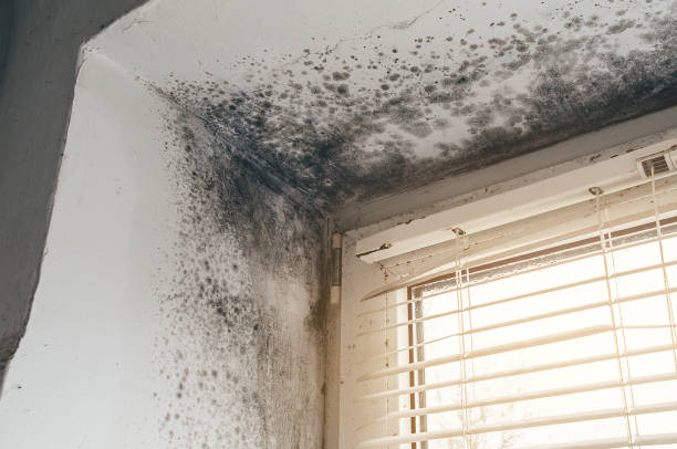 Affordable Attic Mold Removal solutions in Bristow, VA