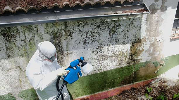 Top rated local Attic Mold Removal specialists in Bristow, VA